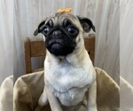 Small #5 Pug