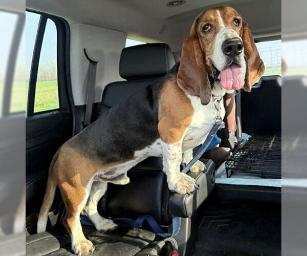 Medium Photo #4 Basset Hound Puppy For Sale in Deepwater, NJ, USA