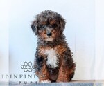 Small #4 Poodle (Miniature)