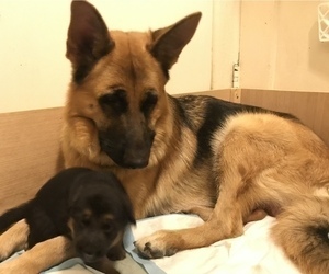 Mother of the German Shepherd Dog puppies born on 08/24/2021