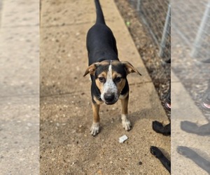 Labrador Retriever Dogs for adoption in Poplar Bluff, MO, USA