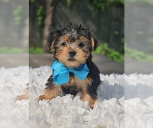 Yorkshire Terrier Puppy for sale in INDIANAPOLIS, IN, USA