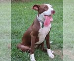 Small #2 American Pit Bull Terrier-German Shorthaired Pointer Mix