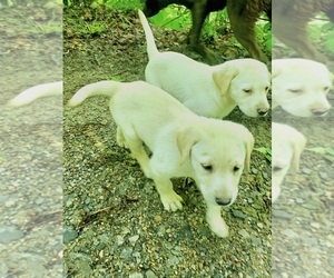 Labrador Retriever Puppy for Sale in BON AQUA, Tennessee USA