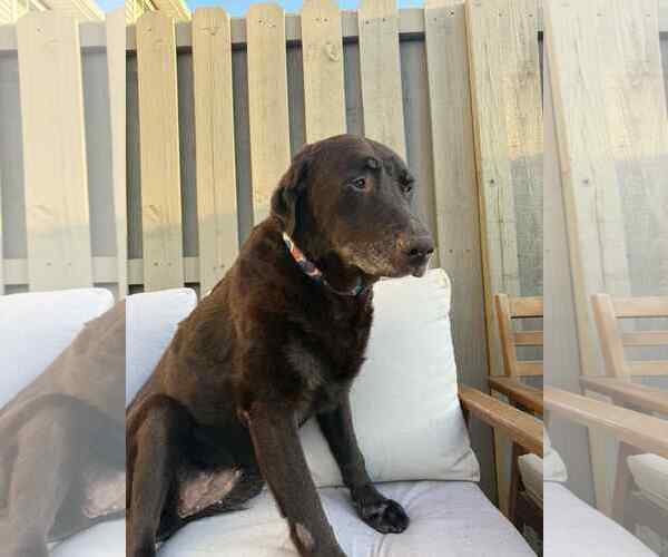 Medium Photo #3 Labrador Retriever Puppy For Sale in Greenville, SC, USA
