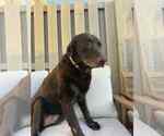 Small #2 Labrador Retriever