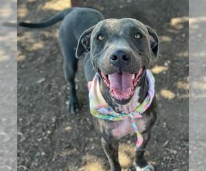 American Staffordshire Terrier-Unknown Mix Dogs for adoption in San Antonio, TX, USA
