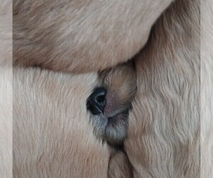 Golden Retriever Puppy for sale in GOODELLS, MI, USA