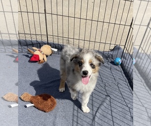 Miniature Australian Shepherd Puppy for sale in EL CAMPO, TX, USA