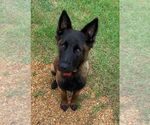 Small German Shepherd Dog Mix