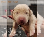 Small Photo #70 Labrador Retriever Puppy For Sale in POCAHONTAS, IL, USA