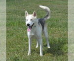 Small #5 Siberian Husky Mix