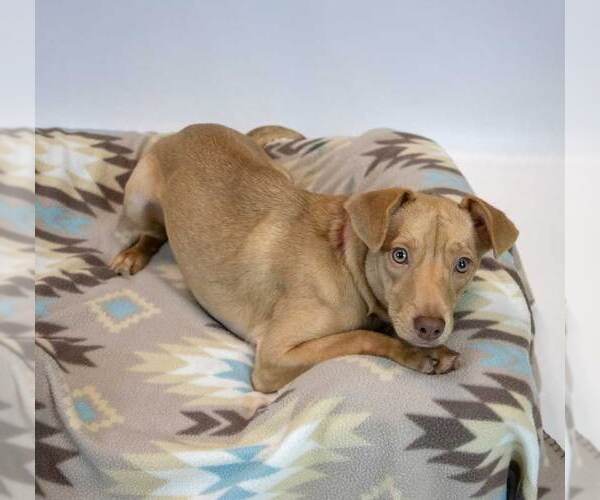Medium Photo #4 Retriever -Unknown Mix Puppy For Sale in Kennesaw, GA, USA