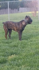 Mother of the Cane Corso puppies born on 12/24/2018