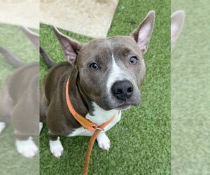 Mutt Dogs for adoption in Fayetteville, NC, USA