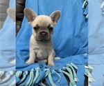 Small Photo #4 French Bulldog Puppy For Sale in DEER TRAIL, CO, USA