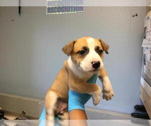 Mutt Dogs for adoption in Riverside, CA, USA