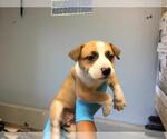 GYPSUM - Female Mutt Dog for Adoption - Small photo