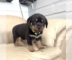 Small #26 Rottweiler