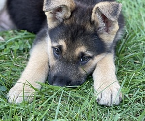 German Shepherd Dog Puppy for sale in MISHAWAKA, IN, USA
