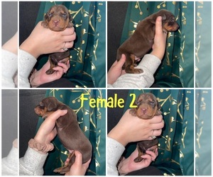 Doberman Pinscher Puppy for sale in LIMON, CO, USA
