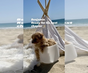 Mother of the Maltipoo (Toy) puppies born on 02/28/2026