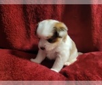 Small Photo #32 Yorkshire Terrier Puppy For Sale in AKRON, OH, USA