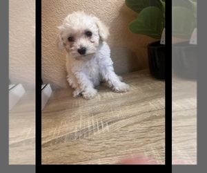 Poodle (Toy) Puppy for sale in DENTON, TX, USA