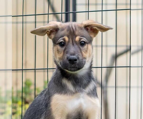 Medium Photo #3 Boxer-Unknown Mix Puppy For Sale in San Diego, CA, USA