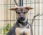 Small #2 Boxer Mix