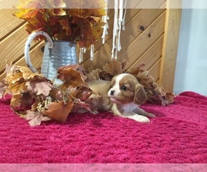 Cavalier King Charles Spaniel Puppy for sale in SHIPSHEWANA, IN, USA