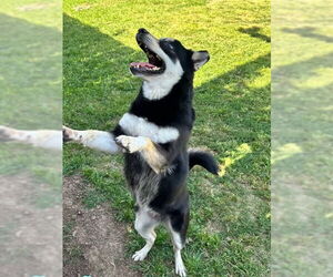 Clover - Female Shiba Inu-Siberian Husky Mix Dog for Adoption - Photo #5
