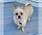 Small #2 Mutt