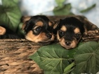 Small Photo #13 Yorkshire Terrier Puppy For Sale in KYLE, TX, USA