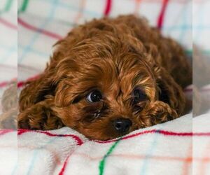 Cavapoo Puppy for sale in EAST EARL, PA, USA
