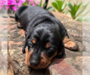 Dachshund Puppy for sale in BARNESVILLE, GA, USA