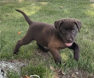 Labrador Retriever Puppy for Sale in SWANTON, Maryland USA