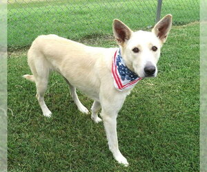 German Shepherd Dog-Unknown Mix Dogs for adoption in Oklahoma City, OK, USA