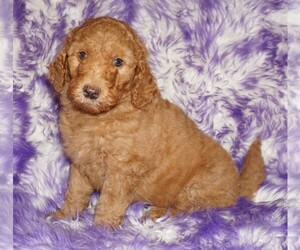 Labradoodle Puppy for sale in LA HABRA, CA, USA