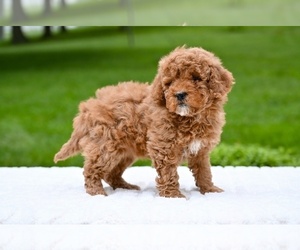 Goldendoodle (Miniature) Puppy for sale in MILLERSBURG, OH, USA