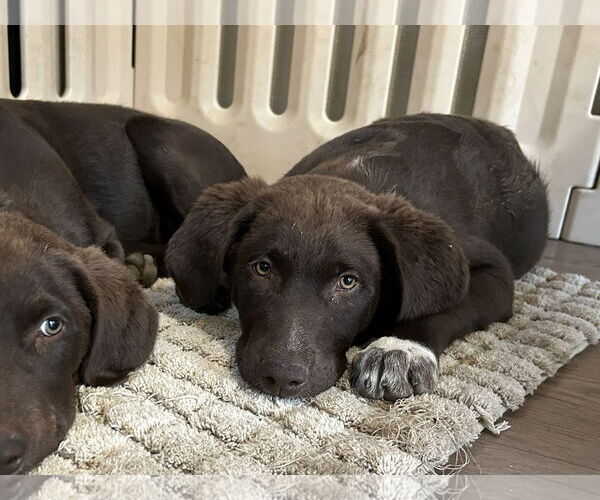 Medium Photo #2 Labrador Retriever Puppy For Sale in Clovis, CA, USA
