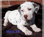 Small Photo #12 Dalmatian Puppy For Sale in ELKMONT, AL, USA
