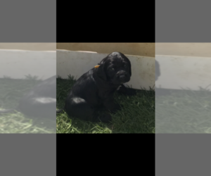 Labradinger Puppy for sale in SILVER LAKE, IN, USA