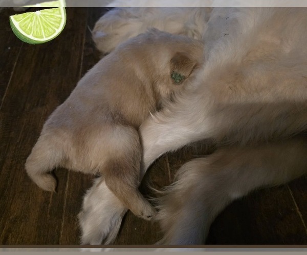 Medium Photo #53 Golden Retriever Puppy For Sale in EXTON, PA, USA