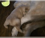 Small Photo #53 Golden Retriever Puppy For Sale in EXTON, PA, USA