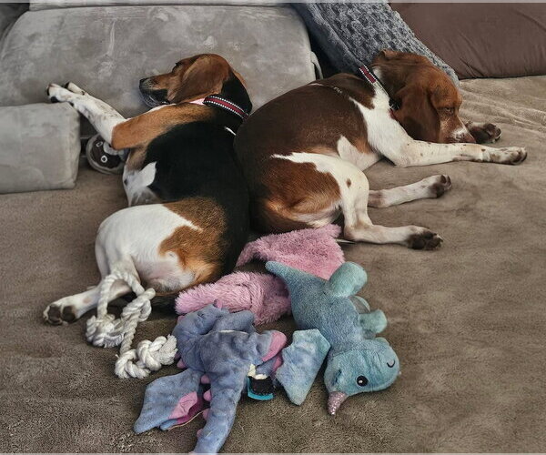 Medium Photo #2 Beagle Puppy For Sale in Tampa, FL, USA
