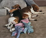 Small #1 Beagle
