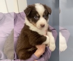 Small Photo #1 Australian Shepherd Puppy For Sale in MOUNT PULASKI, IL, USA