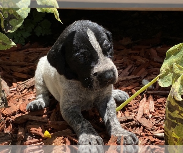 Medium Photo #25 German Wirehaired Pointer Puppy For Sale in PAOLA, KS, USA