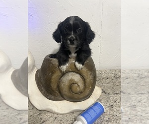 Mal-Shi Puppy for sale in GREENVILLE, NC, USA